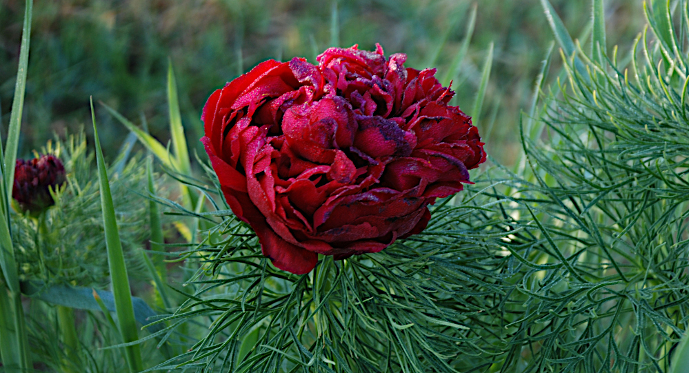 Bild mit der Paeonie P.Tenuifolia